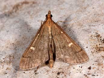 Dolicharthria aetnaealis Dup. adulte - �Philippe Mothiron