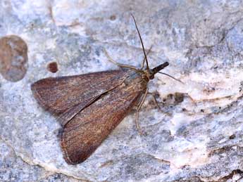 Hypochalcia ahenella D. & S. adulte - �Lionel Taurand