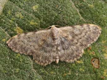 Scopula alba Hausm. adulte - �Lionel Taurand