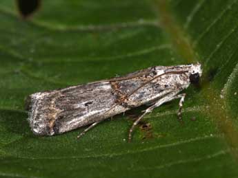 Pempelia albariella Z. adulte - �Philippe Mothiron