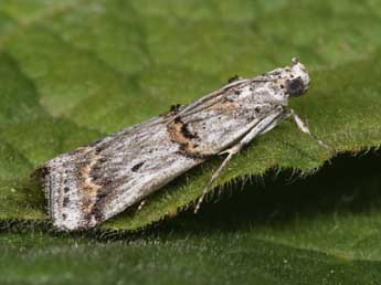 Pempelia albariella Z. adulte - �Philippe Mothiron