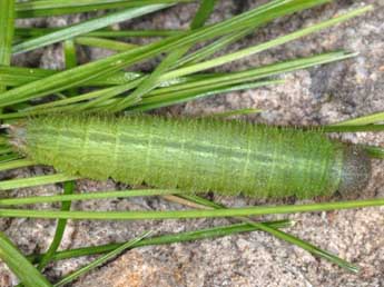  Chenille de Erebia alberganus Prun. - �Wolfgang Wagner, www.pyrgus.de