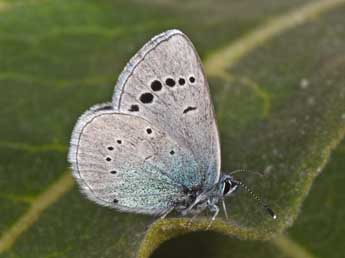 Glaucopsyche alexis Poda adulte - �Philippe Mothiron