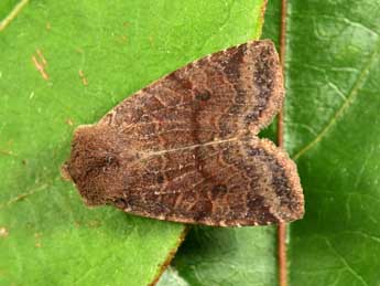 Conistra alicia Lajonq. adulte - �Philippe Mothiron