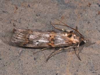 Pempelia alpigenella Dup. adulte - �Philippe Mothiron