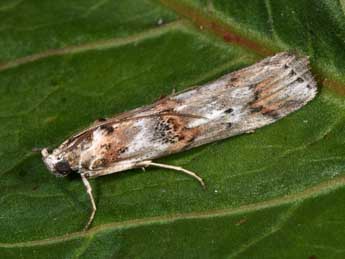 Pempelia alpigenella Dup. adulte - �Philippe Mothiron