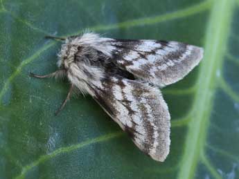 Lycia alpina Sulz. adulte - �Lionel Taurand