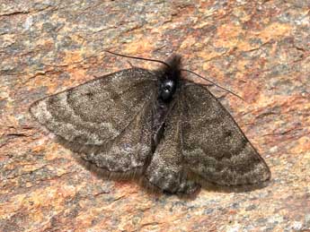 Psodos alticolaria Mn adulte - �Lionel Taurand