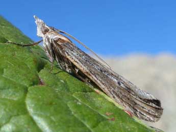 Epischnia ampliatella Hein. adulte - �Tristan Lafranchis