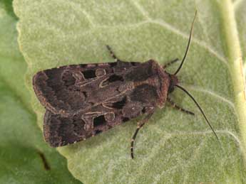 Chersotis andereggii Bsdv. adulte - �Philippe Mothiron