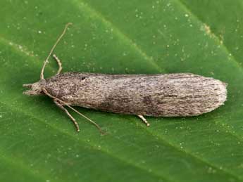 Lamoria anella D. & S. adulte - �Lionel Taurand