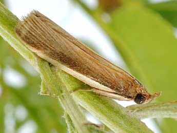 Paraemmalocera anerastica Snellen adulte - �Friedmar Graf