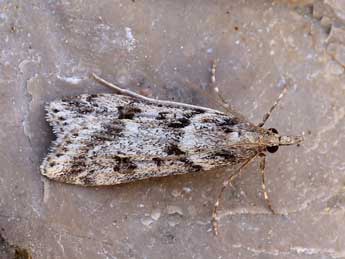 Eudonia angustea Curt. adulte - �Lionel Taurand