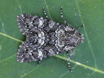 Mniotype anilis Bsdv. adulte - �Lionel Taurand