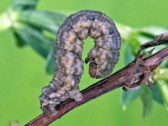  Chenille de Colostygia aqueata Hb. - �Helmut Deutsch