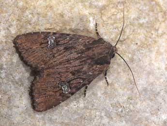 Apamea aquila Donz. adulte - �Philippe Mothiron