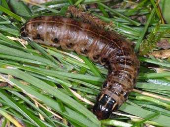  Chenille de Apamea aquila Donz. - �Wolfgang Wagner, www.pyrgus.de