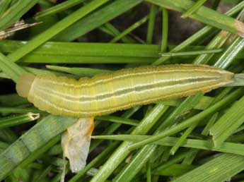 Chenille de Coenonympha arcania L. - �Wolfgang Wagner, www.pyrgus.de