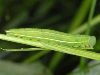  Chenille de Coenonympha arcania L. - �Wolfgang Wagner, www.pyrgus.de