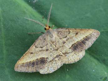 Isturgia arenacearia D. & S. adulte - �Lionel Taurand