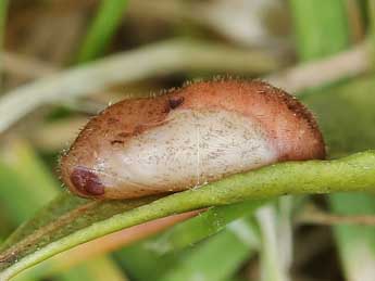 Chrysalide de Celastrina argiolus L. - �Lionel Taurand