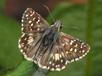 Pyrgus armoricanus Obth. adulte - �Philippe Mothiron