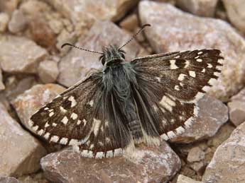 Pyrgus armoricanus Obth. adulte - �Lionel Taurand