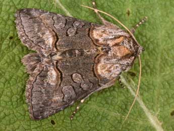 Abrostola asclepiadis D. & S. adulte - �Philippe Mothiron