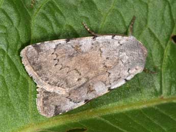 Xestia ashworthii Dbld. adulte - �Philippe Mothiron