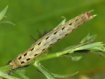  Chenille de Xestia ashworthii Dbld. - �Philippe Mothiron