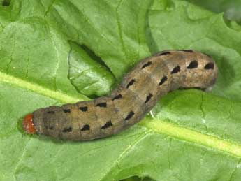  Chenille de Xestia ashworthii Dbld. - �Philippe Mothiron