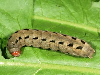  Chenille de Xestia ashworthii Dbld. - �Philippe Mothiron