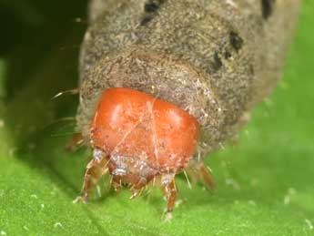  Chenille de Xestia ashworthii Dbld. - �Philippe Mothiron