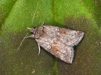 Nycteola asiatica Kroul. adulte - �Philippe Mothiron