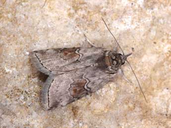 &copy;Philippe Mothiron. Nycteola asiatica Kroul.