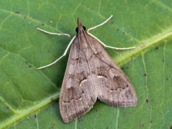 Mecyna asinalis Hb. adulte - �Lionel Taurand