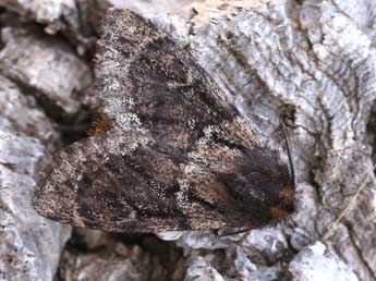 Ocneria atlantica Rbr adulte - �Lionel Taurand