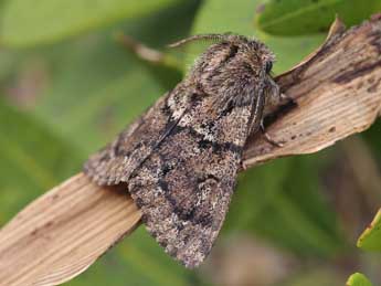 Ocneria atlantica Rbr adulte - �Lionel Taurand