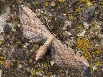 Idaea attenuaria Rbr adulte - �Lionel Taurand