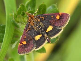 Pyrausta aurata Scop. adulte - �Jean-Pierre Lamoline