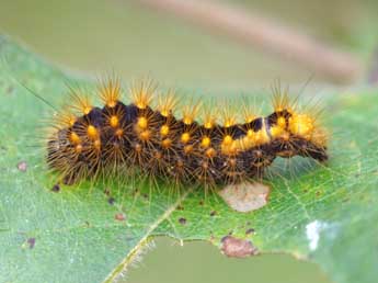  Chenille de Acronicta auricoma D. & S. - �Jean-Pierre Favretto