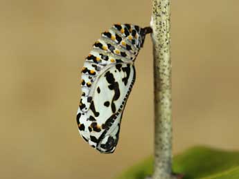  Chrysalide de Euphydryas aurinia Rott. - �Lionel Taurand