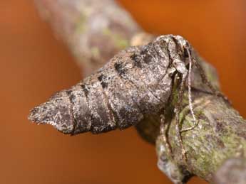 Cryopega bajaria D. & S. adulte - �Philippe Mothiron