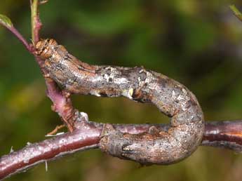  Chenille de Cryopega bajaria D. & S. - �Philippe Mothiron