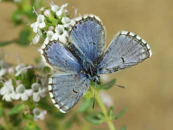 Pseudophilotes baton Brgstr. adulte - �Lionel Taurand