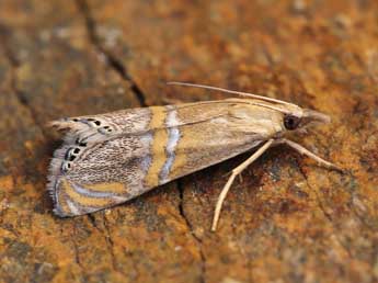 Euchromius bella Hb. adulte - �Lionel Taurand