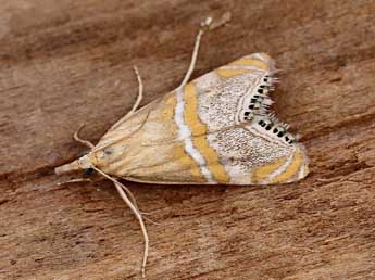 Euchromius bella Hb. adulte - �Lionel Taurand