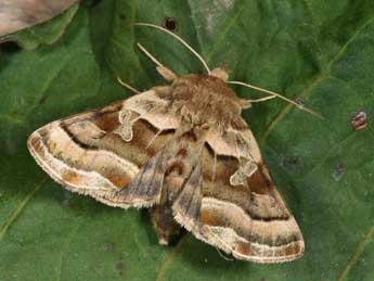 Euchalcia bellieri Kirby adulte - �Philippe Mothiron