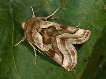 Euchalcia bellieri Kirby adulte - �Philippe Mothiron