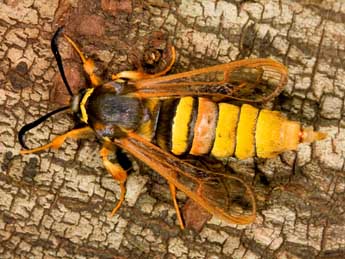 Sesia bembeciformis Hb. adulte - �Theo Garrevoet